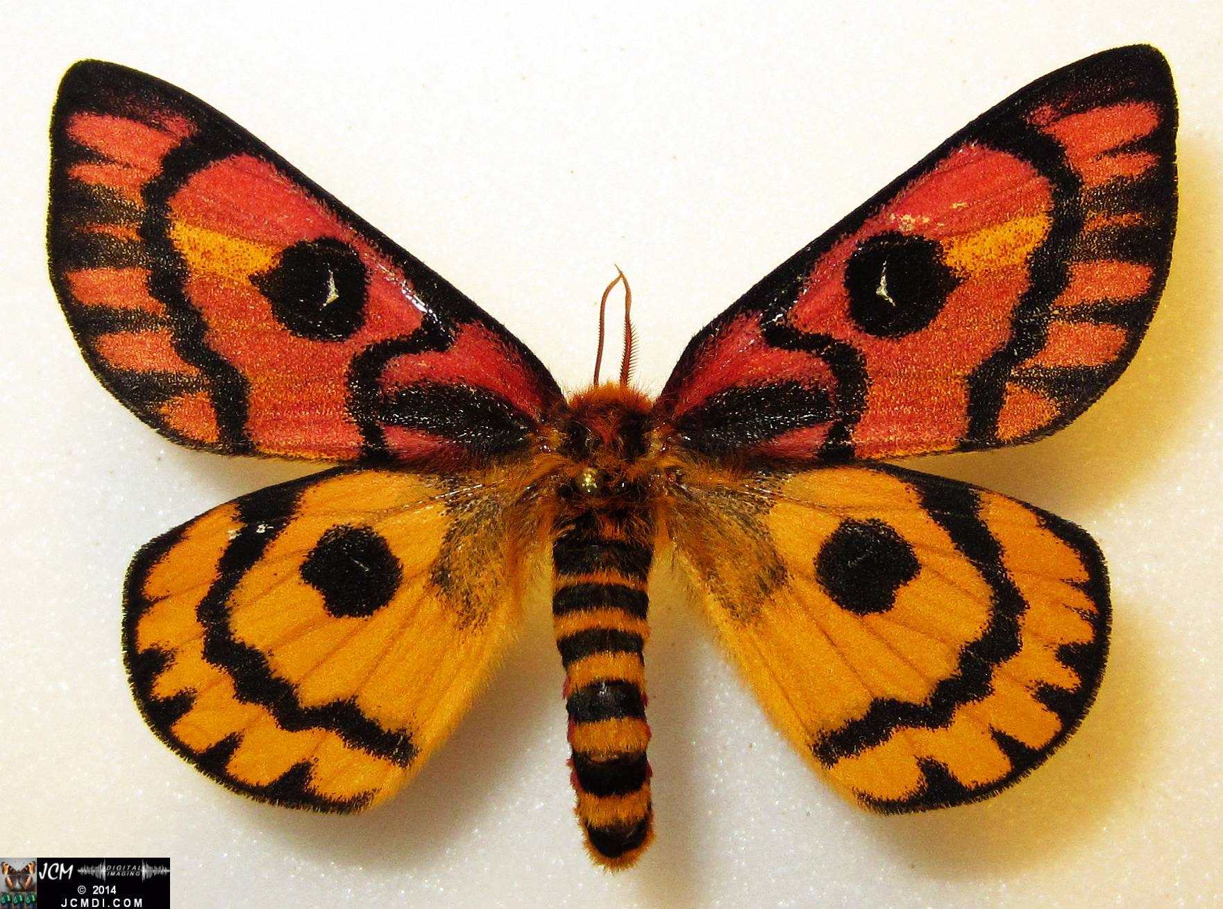 Hemileuca eglanterina female (Blue Ridge population San Gabriel mts California)